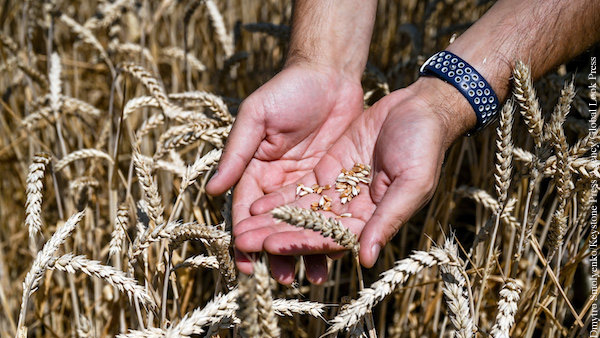 Лавров назвал условие России по вопросу вывоза зерна