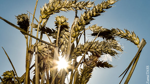 Импортозамещающую твердую пшеницу для макарон создали в Омске