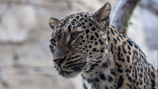 Путина попросили помочь с ввозом леопардов для восстановления вида на Кавказе