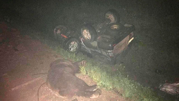 Медведь спровоцировал смертельное ДТП в Иркутской области