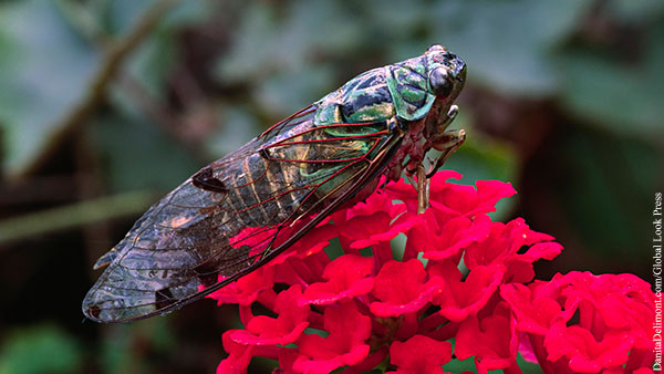 Энтомолог предсказал появление экзотических насекомых в Москве
