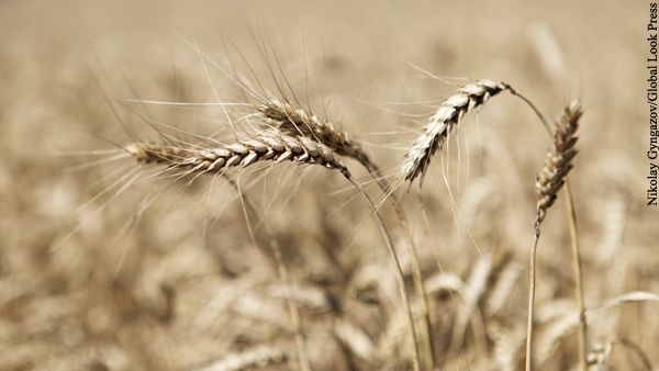Главы Кубани, Ростовской области и Ставрополья Кондратьев, Голубев и Владимиров предложили госконтроль экспорта зерна