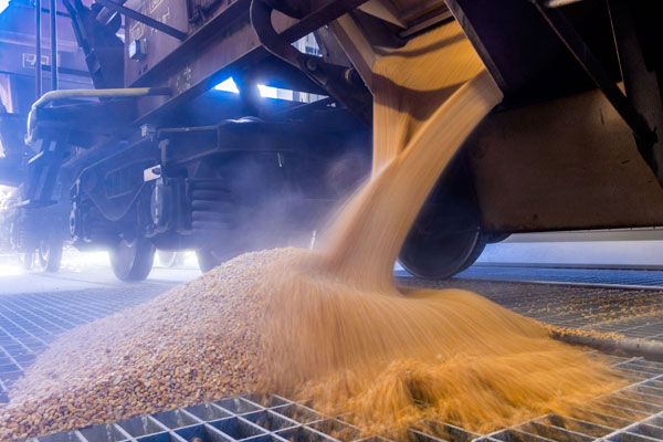 В Польше призвали защитить рынок от украинского зерна