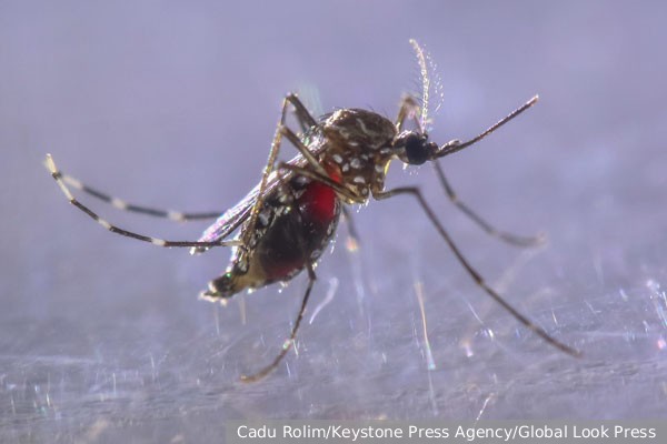 США подозревают в военном использовании комаров-мутантов