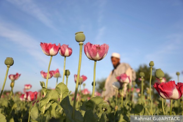Европе предрекли катастрофу из-за запрета на выращивание мака в Афганистане