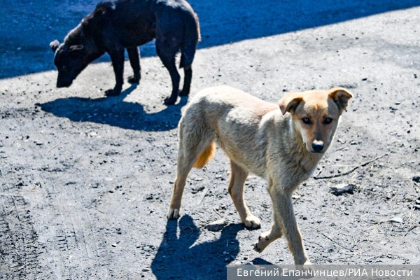 В Госдуме одобрили законопроект об усыплении бездомных животных