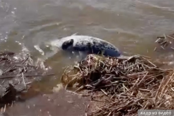 «Фонтанка»: В Курортном районе Петербурга на пляж вынесло тела шести серых тюленей