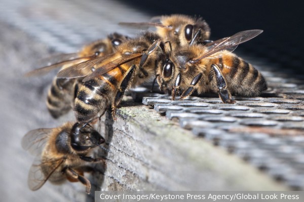 В Москве рой пчел напал на прохожих