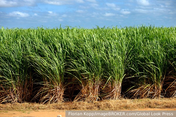 Россия заинтересовалась восстановлением плантаций сахарного тростника на Кубе