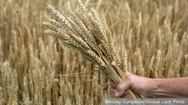 В Польше оказались шокированы ситуацией с украинским зерном