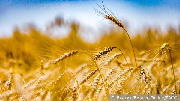 Экономист назвал причины недовольства Польши импортом украинского зерна и малины