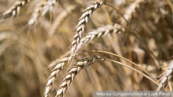 Москва дала ООН еще 90 дней в рамках зерновой сделки