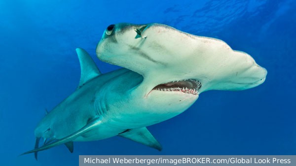 У берегов США появились зависимые от кокаина акулы