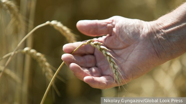 Спекулянты устроили истерику из-за отмены зерновой сделки