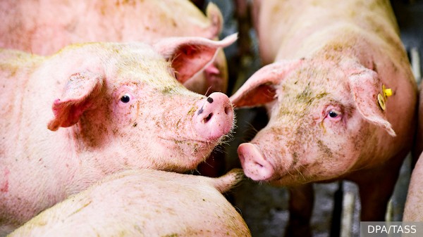 Россия решила стать крупнейшим в мире экспортером свинины