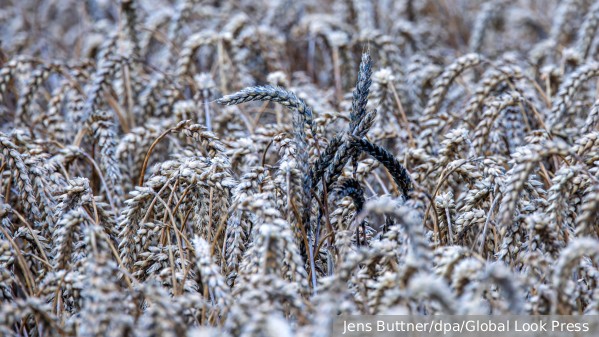 В Польше пообещали продлить запрет импорта зерна с Украины