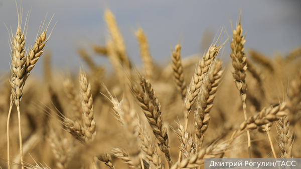 Запад лишил Украину хлебных посевов