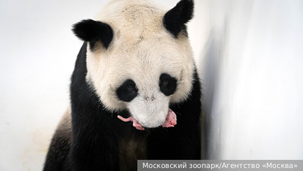 В Московском зоопарке родился детеныш большой панды