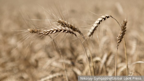 Словакия решила продлить запрет на ввоз зерна с Украины