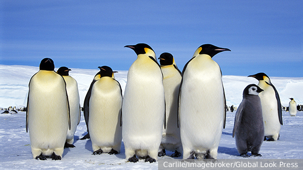 Назван способный убить пингвинов в Антарктиде вирус 