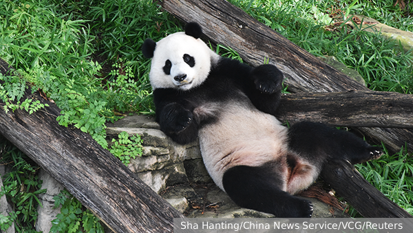 Китай решил вернуть своих панд из зоопарков США