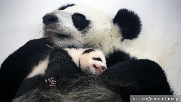 Детеныш панды в Московском зоопарке начал видеть и слышать