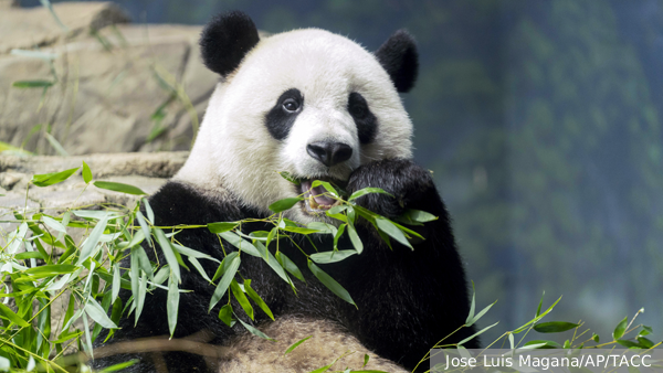 Китай забрал всех панд из зоопарков США