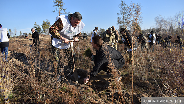 В ДНР и ЛНР высадили новый сосновый бор в рамках акции «Сохраним лес» 