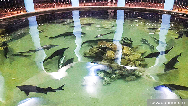Названа причина гибели более 500 животных в Севастопольском аквариуме
