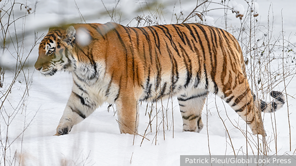 Краснокнижного тигра убили и расчленили в Приморье