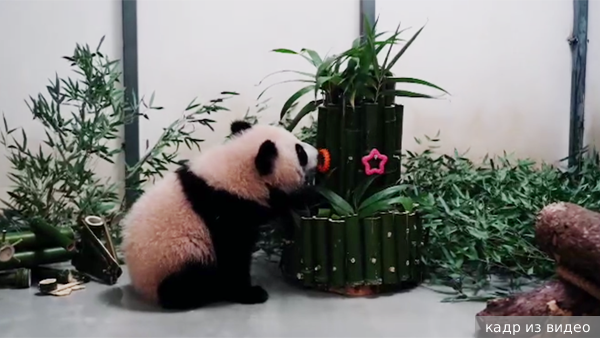 Панду Катюшу в Московском зоопарке поздравили с китайским Новым годом