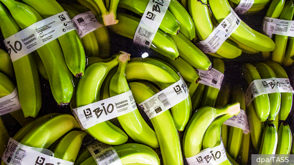 Бананам из Эквадора перед ввозом в Россию устроят новую проверку