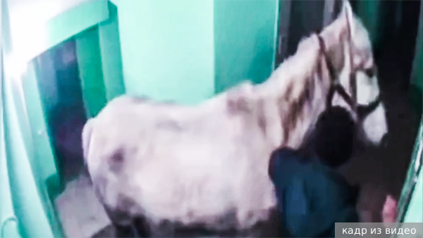 RT: Мужчина привел лошадь в подъезд многоэтажки в Кузбассе, чтобы удивить девушку