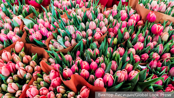 В Подмосковье украли «Камаз» с тюльпанами 