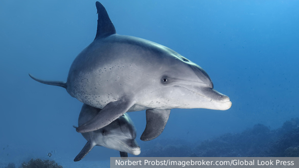В Краснодарском крае за неделю погибло более 100 дельфинов