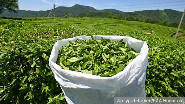 Белоруссия сняла запрет на продажу чая из России