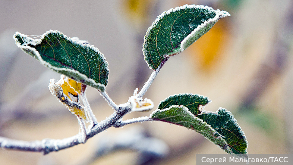 Агроном Викулов назвал способы защиты рассады и плодовых деревьев от заморозков