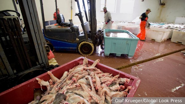 МИД: Ответные санкции России повлияют на рыбную отрасль Британии