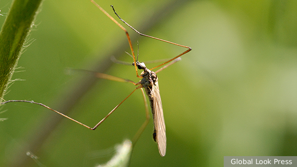 Энтомолог Гниненко назвал самые эффективные и бесполезные способы защиты от комаров