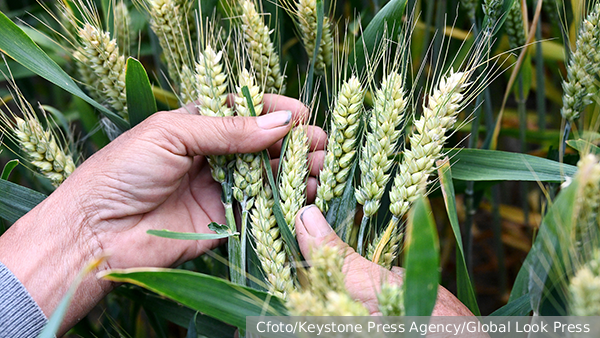 России предрекли более четверти мирового экспорта пшеницы