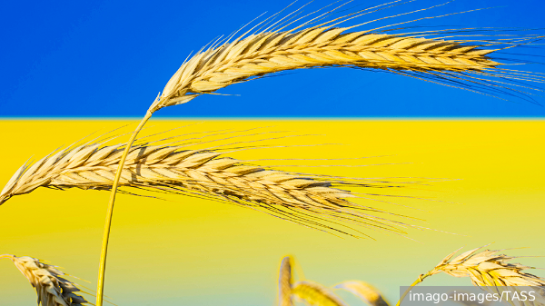 Озвучены масштабы нелегального вывоза зерна с Украины 