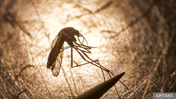 Энтомолог рассказал о способности комаров вырабатывать иммунитет к фумигаторам