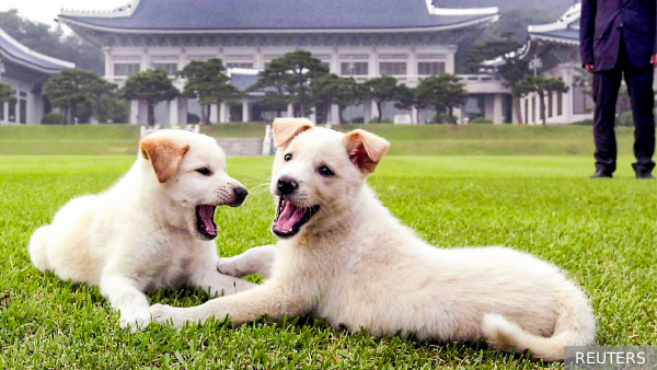 Эксперт рассказал о подаренной Путину породе корейских собак