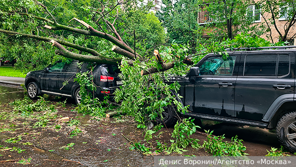 В Москве ветер обрушил более 700 деревьев, которые повредили 300 машин