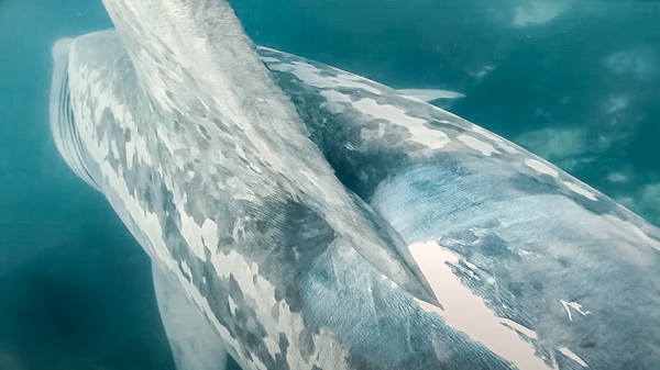 Ученые впервые засняли на видео столкновение исполинской акулы с кораблем 