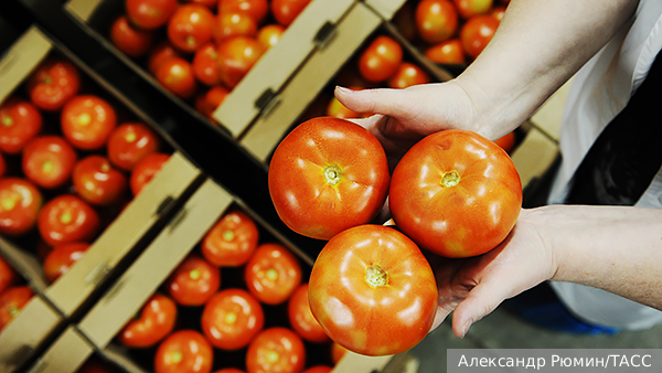 Экономика: В России после огуречного начался томатный бум
