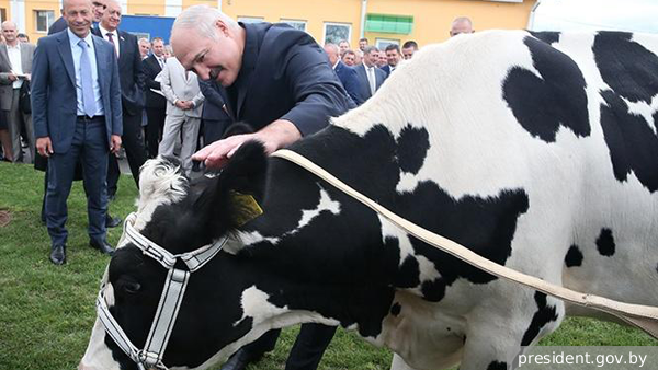 Лукашенко предложил установить памятник корове