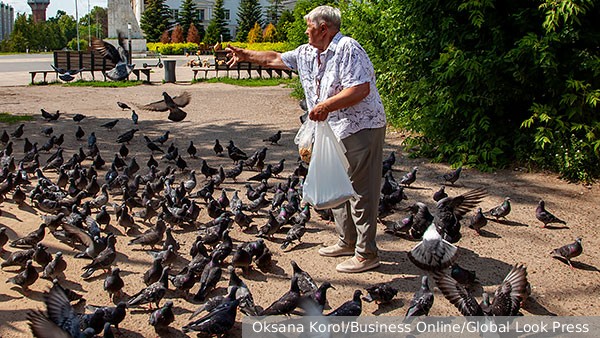 В Госдуме предложили запретить кормить бездомных животных около домов