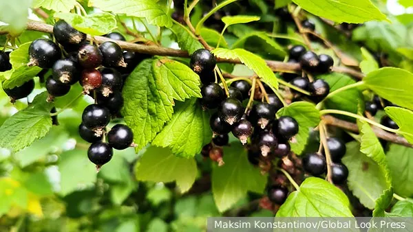 Черная смородина: польза и вред, влияние на мужское здоровье, народная медицина
