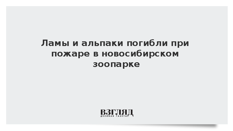Ламы и альпаки погибли при пожаре в новосибирском зоопарке